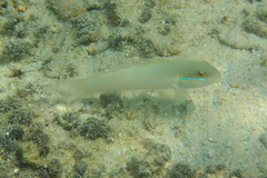 Valenciennea strigata