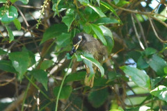 Bolemoreus frenatus