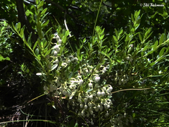 Gaultheria tenuifolia