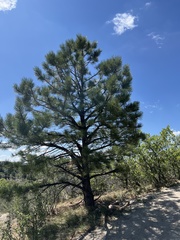 Pinus