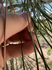 Pinus
