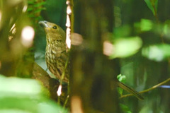 Scenopoeetes dentirostris