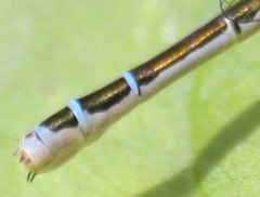 Coenagrion resolutum