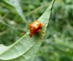 Clinolabus melanocoryphus