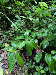 Drymonia conchocalyx