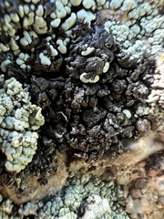 Lecanoromycetes