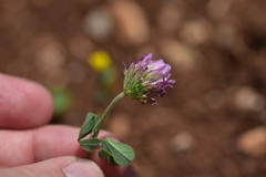 Trifolium echinatum