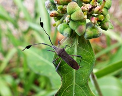 Chariesterus armatus