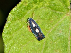 Diedrocephala variegata