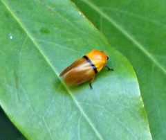 Monecphora cingulata