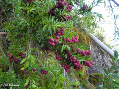 Gaultheria tenuifolia