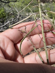 Boechera grahamii