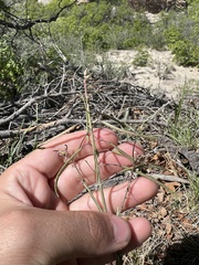 Boechera grahamii