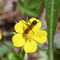 Formica pallidefulva