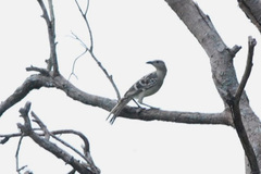 Chlamydera nuchalis