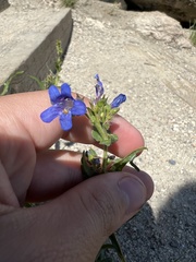 Penstemon virens