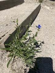 Penstemon virens