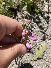 Penstemon secundiflorus