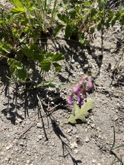 Penstemon secundiflorus