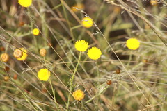 Rutidosis murchisonii