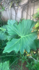 Thaumatophyllum undulatum