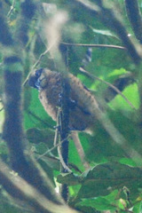 Ptiloris victoriae
