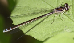 Coenagrion resolutum