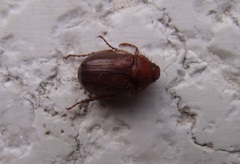 Amphimallon assimile