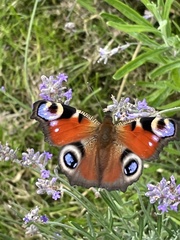 Aglais io