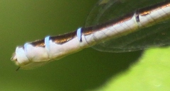 Coenagrion resolutum