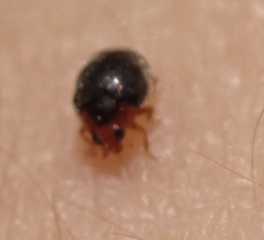 Rhyzobius lophanthae