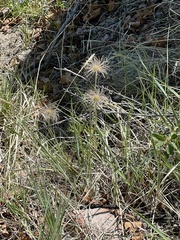 Pulsatilla nuttalliana