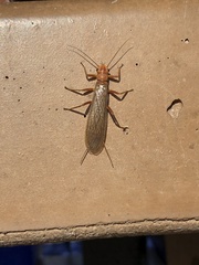 Hesperoperla pacifica