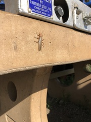 Hesperoperla pacifica