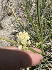 Toxicoscordion venenosum
