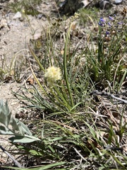 Toxicoscordion venenosum