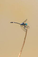 Micrathyria pseudeximia