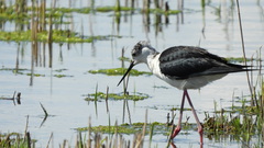 Himantopus himantopus