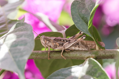 Schistocerca interrita