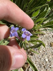 Penstemon virens