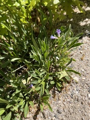 Penstemon virens