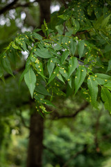 Phylloxera russellae