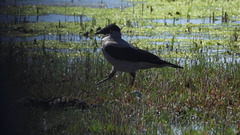 Corvus cornix