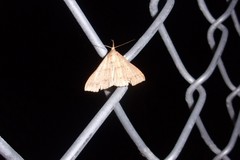 Lepidoptera