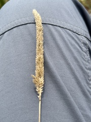 Phleum phleoides