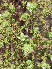 Thymus capitellatus