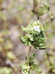 Thymus capitellatus