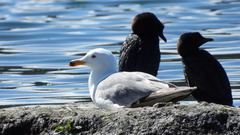 Larus armenicus