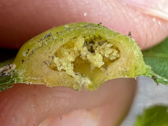 Phylloxera russellae