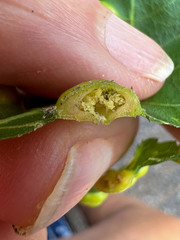 Phylloxera russellae